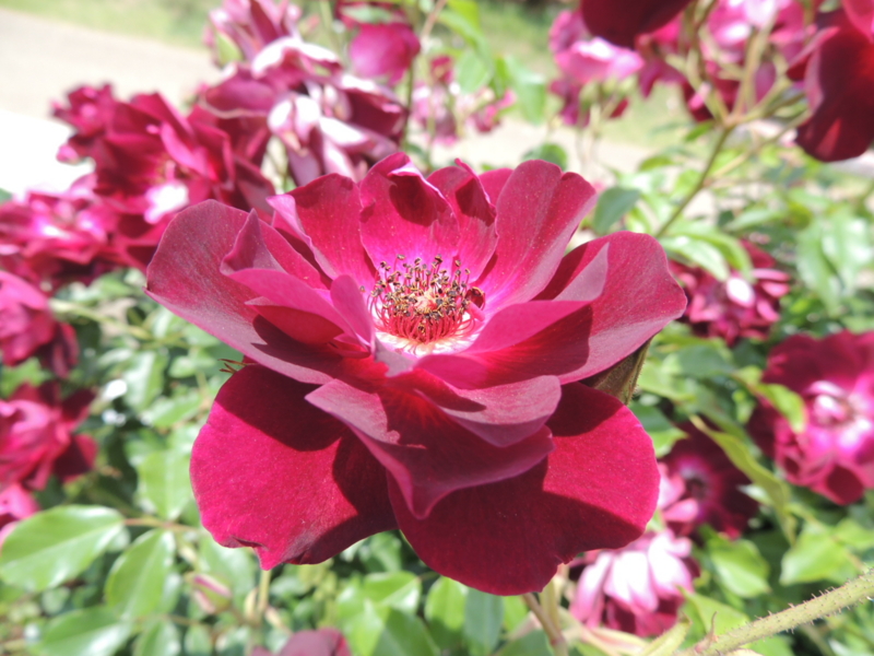 f:id:rotling:20160516123440j:image