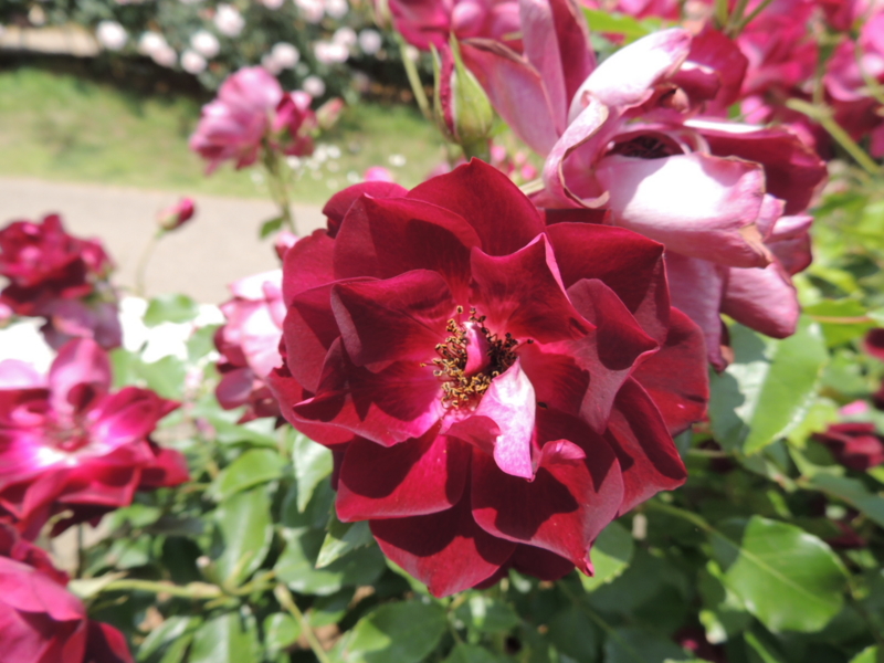 f:id:rotling:20160516123445j:image