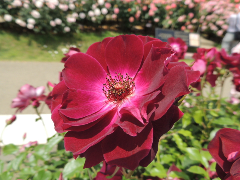 f:id:rotling:20160516123448j:image