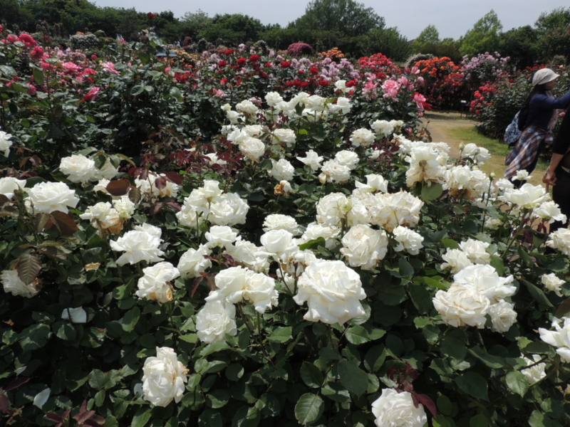 f:id:rotling:20160516123521j:image