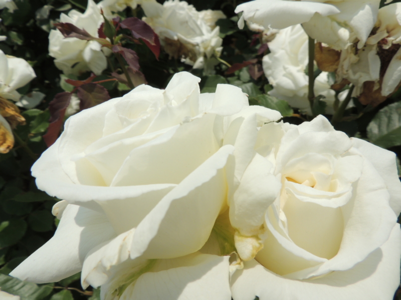 f:id:rotling:20160516123525j:image