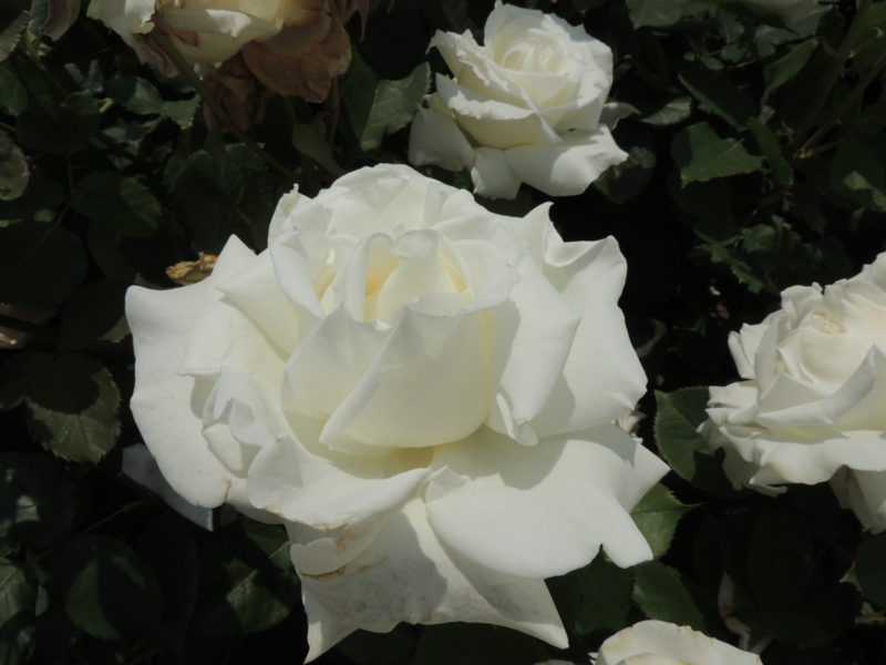 f:id:rotling:20160516123529j:image