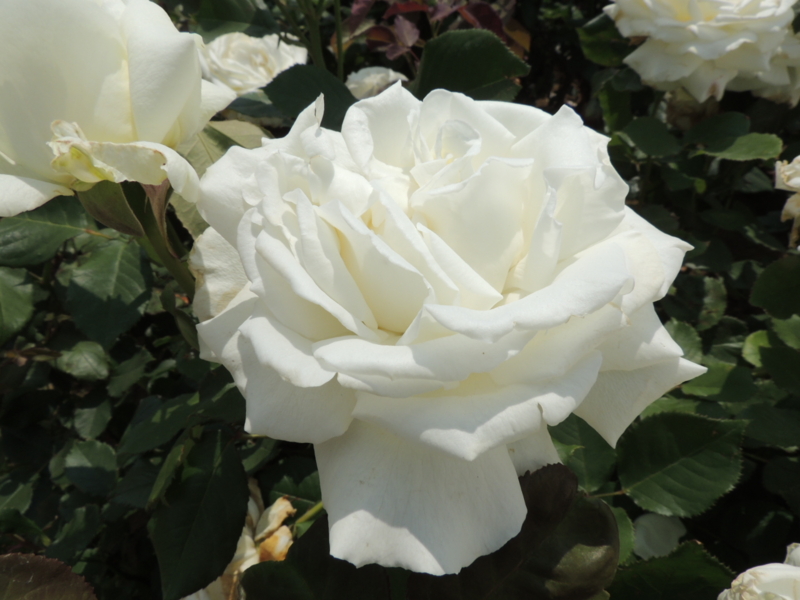 f:id:rotling:20160516123533j:image