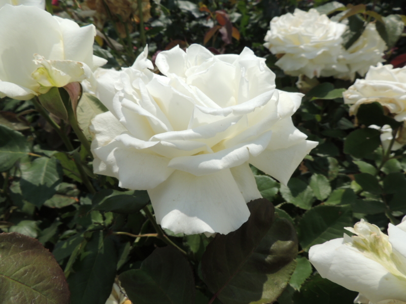 f:id:rotling:20160516123535j:image