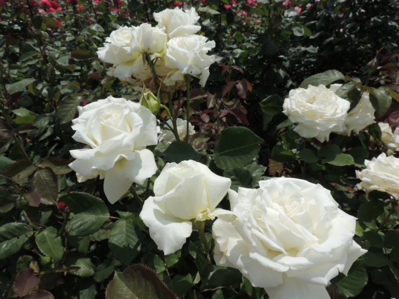 f:id:rotling:20160516123539j:image