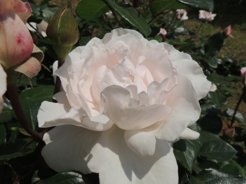 f:id:rotling:20160516124212j:image