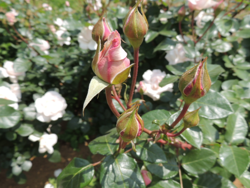 f:id:rotling:20160516124221j:image