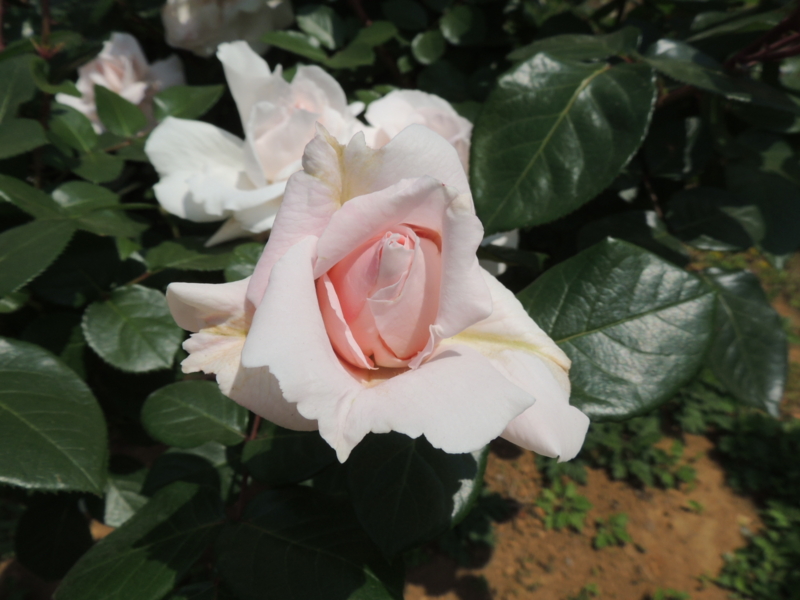 f:id:rotling:20160516124229j:image