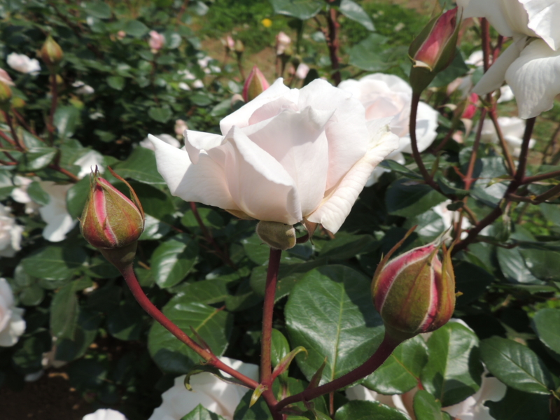 f:id:rotling:20160516124238j:image