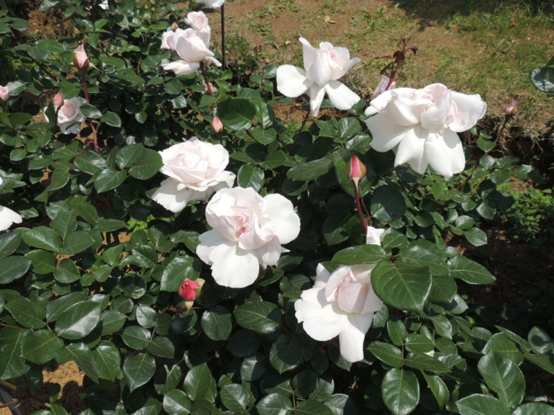 f:id:rotling:20160516124247j:image