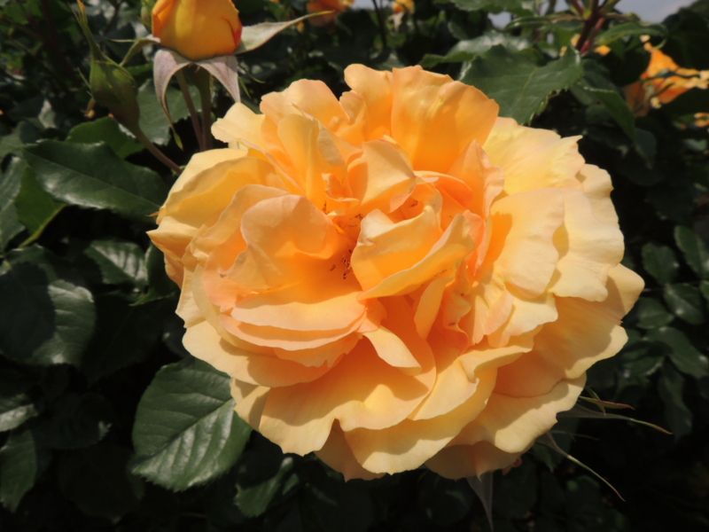 f:id:rotling:20160516124710j:image