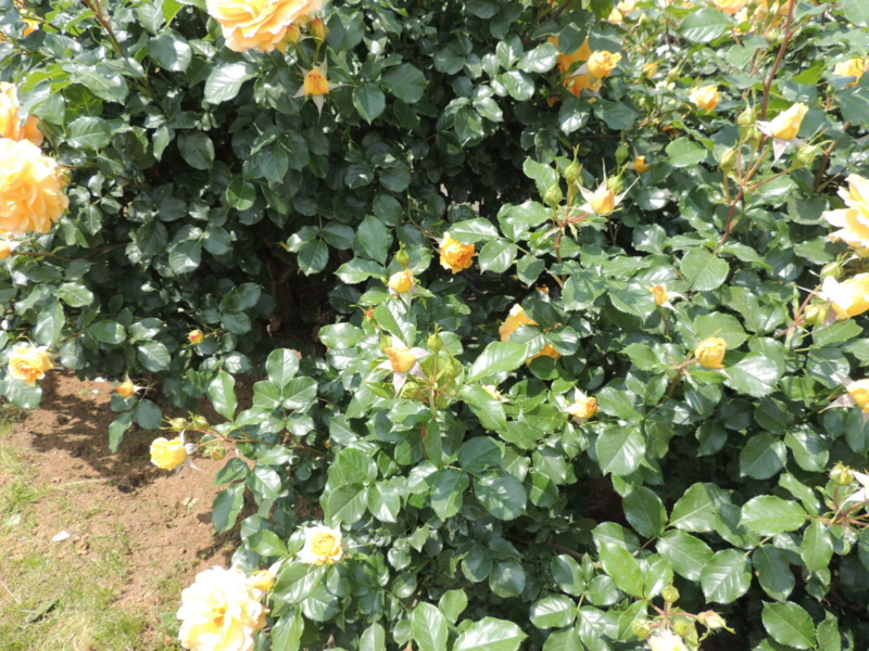 f:id:rotling:20160516124712j:image