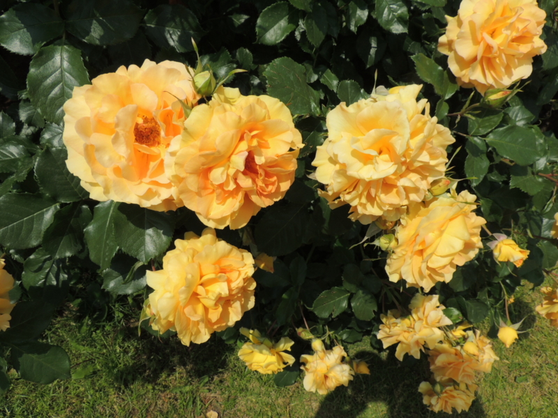 f:id:rotling:20160516124715j:image