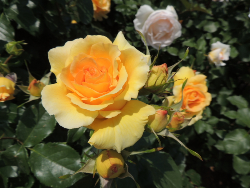 f:id:rotling:20160516124719j:image