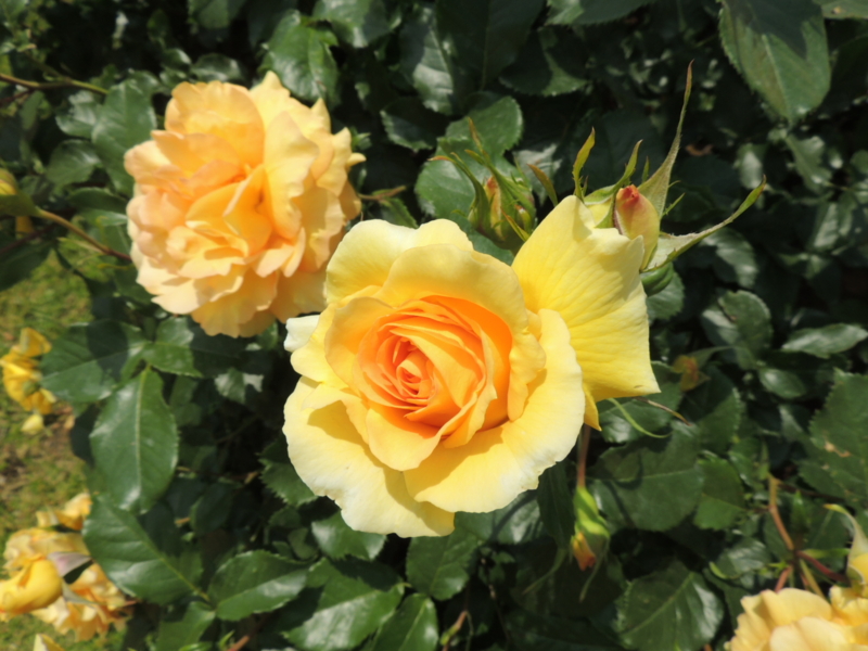 f:id:rotling:20160516124721j:image