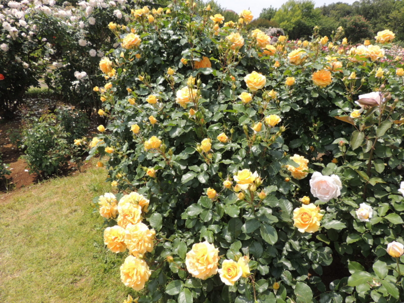 f:id:rotling:20160516124725j:image