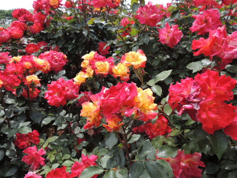f:id:rotling:20160516125807j:image