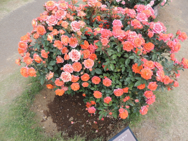 f:id:rotling:20160516141313j:image