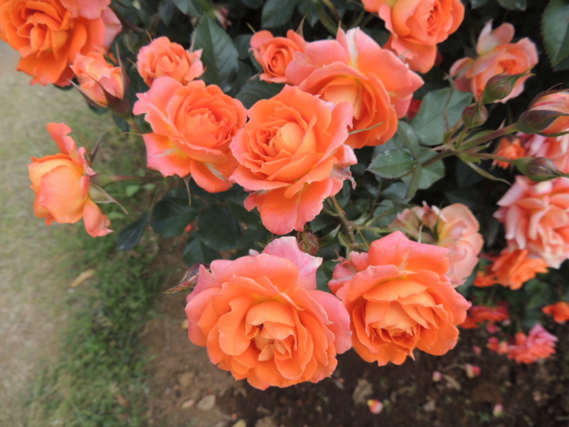 f:id:rotling:20160516141319j:image