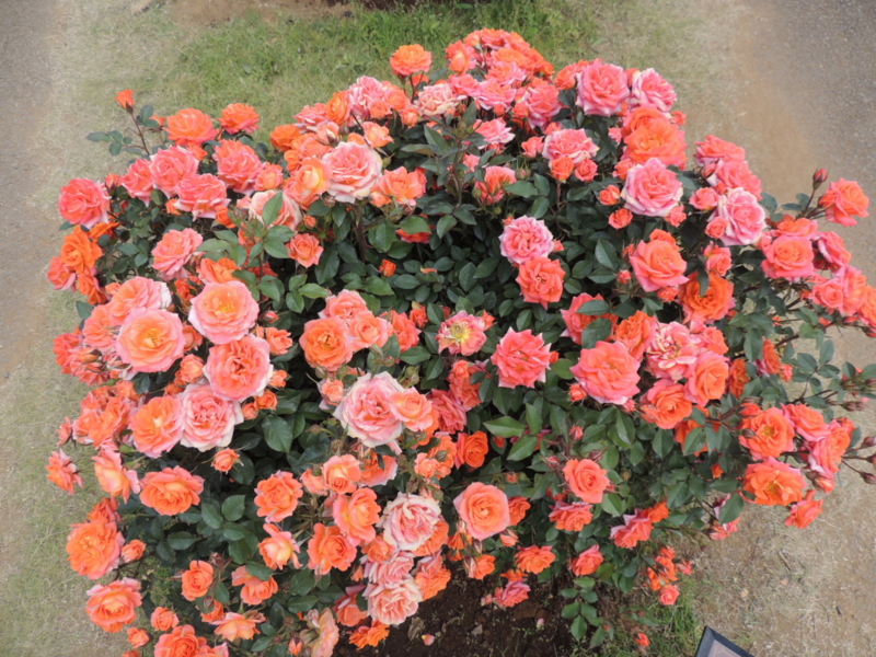 f:id:rotling:20160516141322j:image