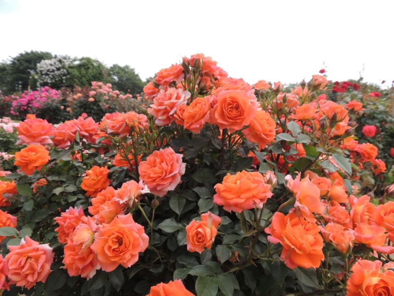 f:id:rotling:20160516141334j:image
