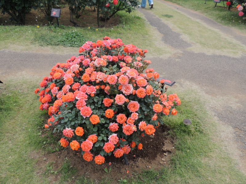 f:id:rotling:20160516141337j:image