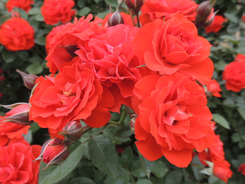 f:id:rotling:20160516141543j:image