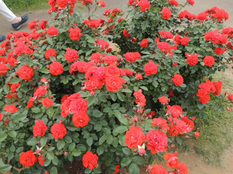 f:id:rotling:20160516141546j:image