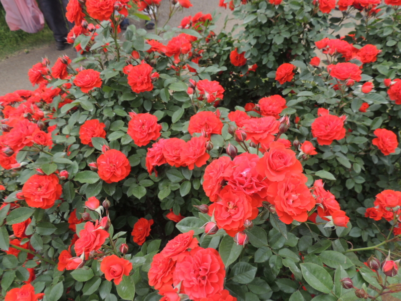 f:id:rotling:20160516141553j:image