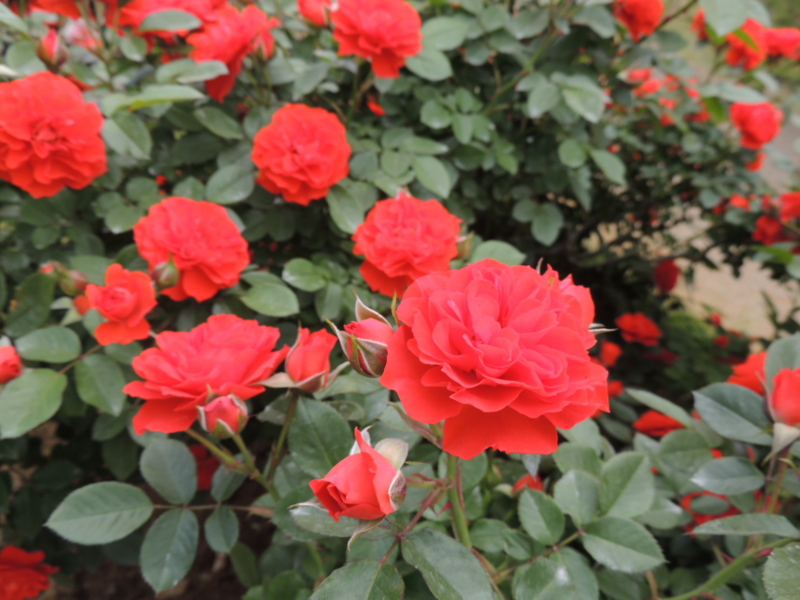 f:id:rotling:20160516141556j:image