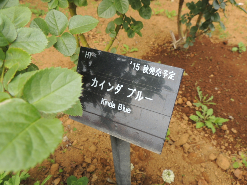 f:id:rotling:20160516141614j:image