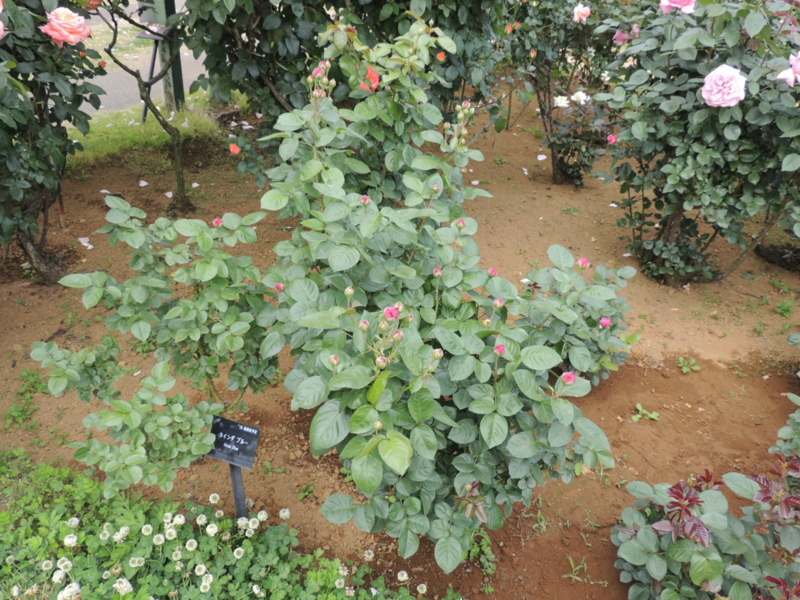 f:id:rotling:20160516141620j:image