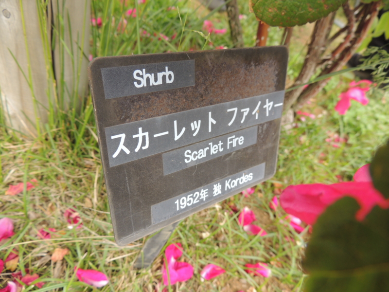 f:id:rotling:20160516142150j:image