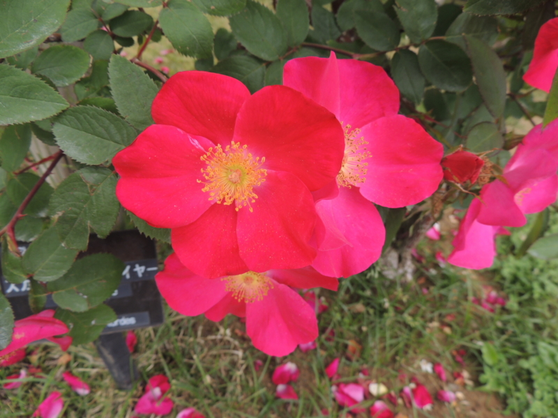 f:id:rotling:20160516142153j:image