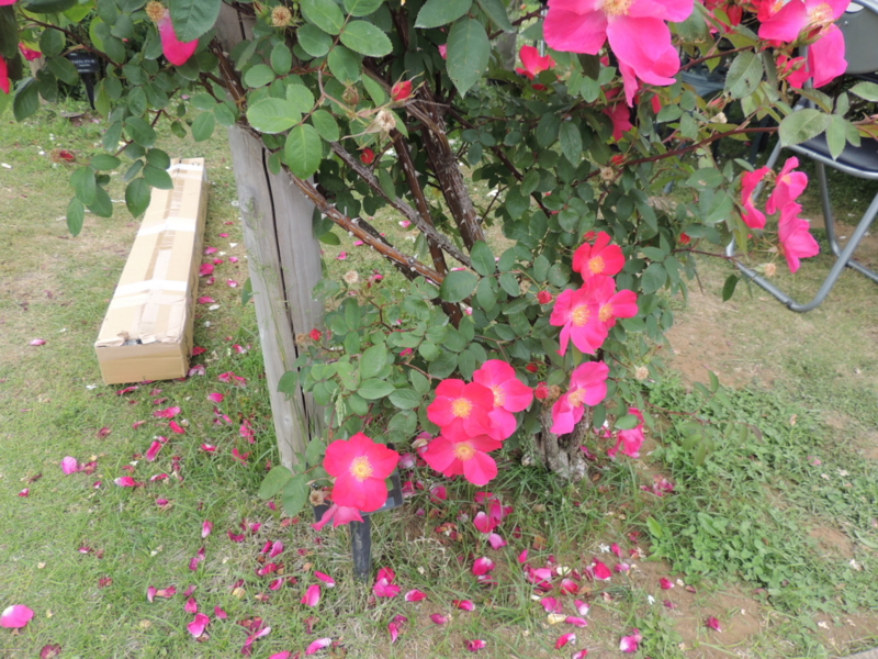 f:id:rotling:20160516142155j:image