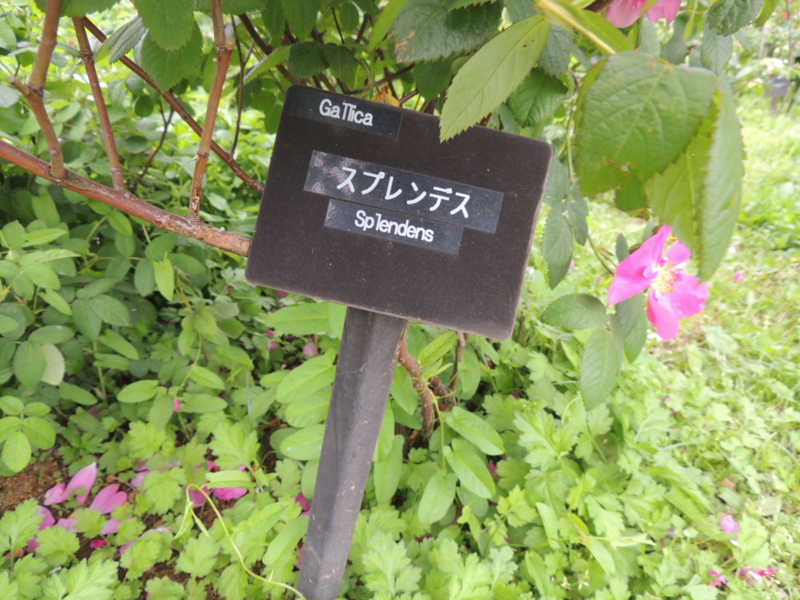 f:id:rotling:20160516142313j:image