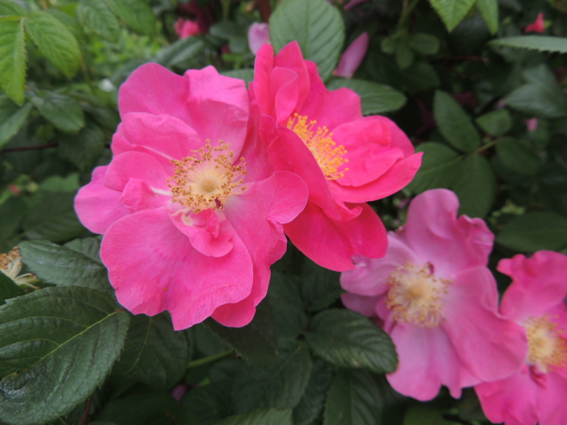 f:id:rotling:20160516142320j:image