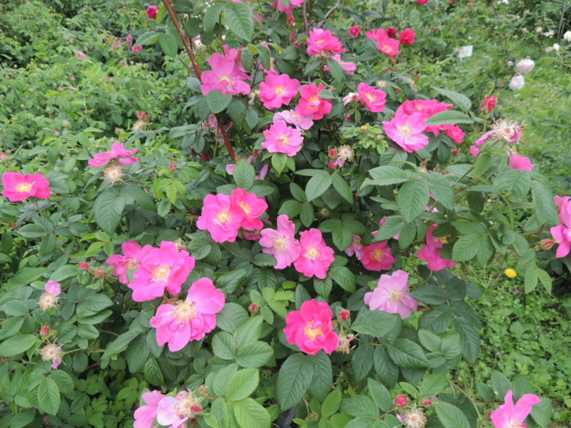 f:id:rotling:20160516142323j:image