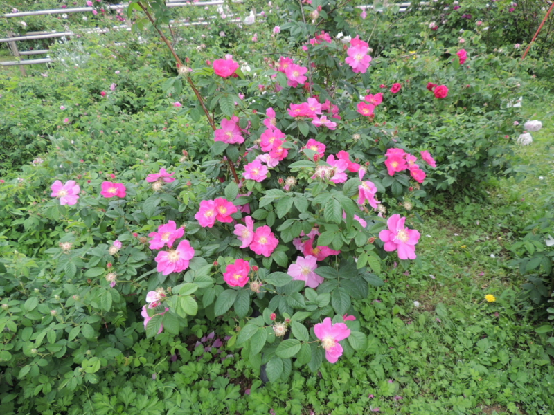 f:id:rotling:20160516142325j:image