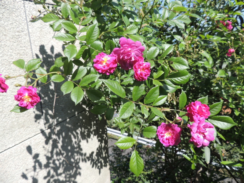 f:id:rotling:20160518094541j:image
