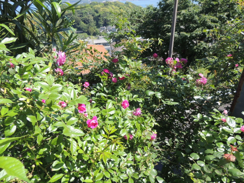 f:id:rotling:20160518094602j:image