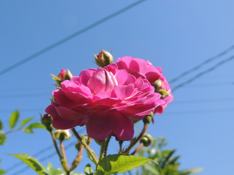 f:id:rotling:20160518094739j:image
