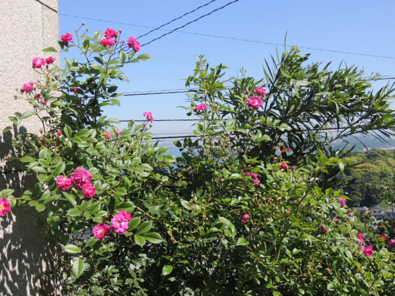 f:id:rotling:20160518094803j:image