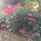 ロッティリア