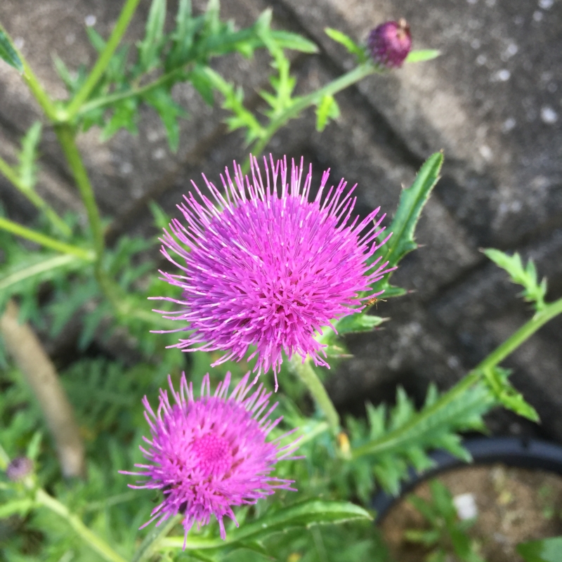 f:id:rotling:20160520182602j:image