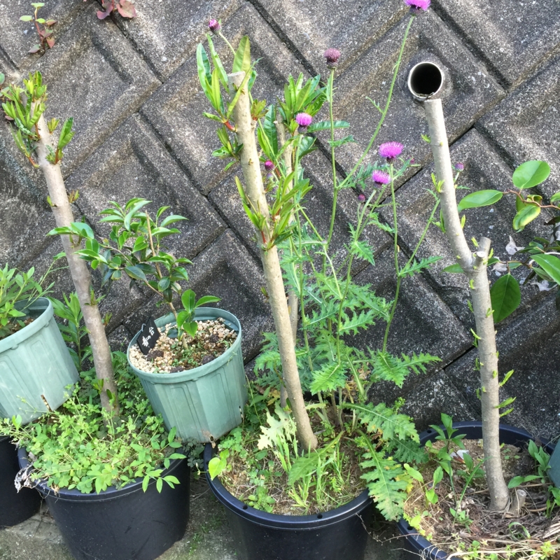 f:id:rotling:20160520182610j:image