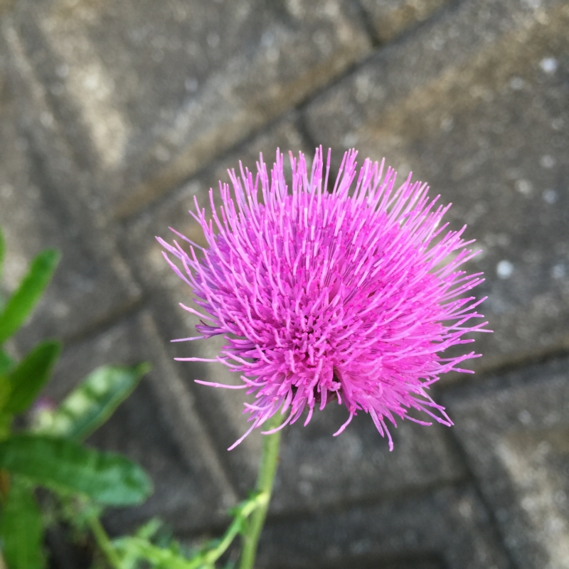 f:id:rotling:20160520182617j:image