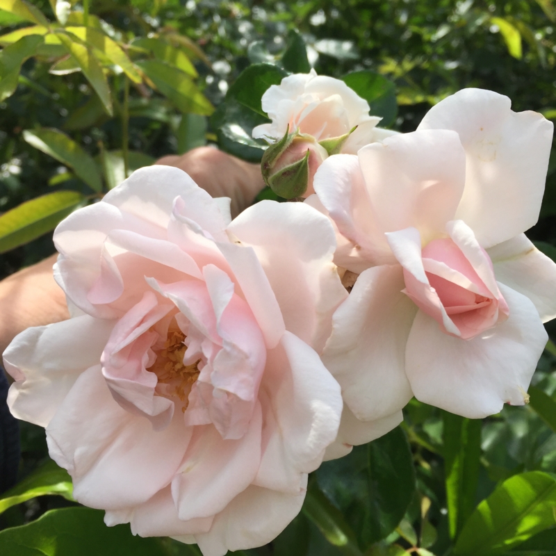 f:id:rotling:20160521093726j:image