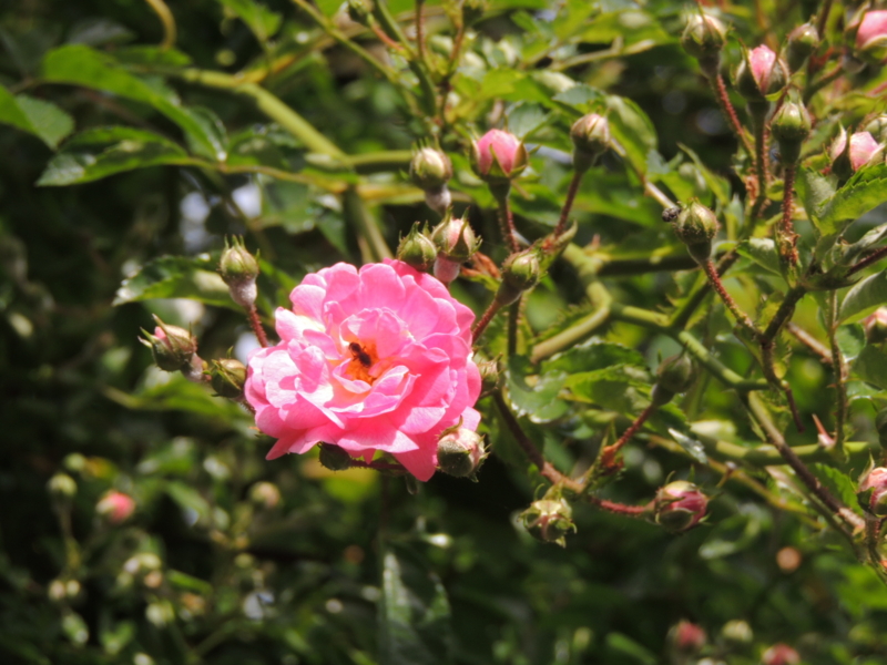 f:id:rotling:20160521094852j:image