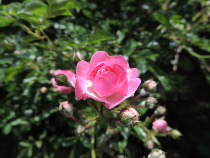 f:id:rotling:20160521094859j:image